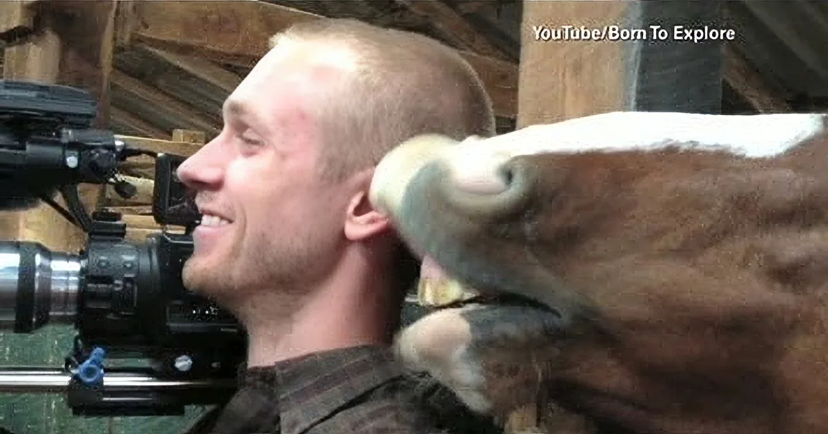 A man films a brown horse with a white stripe in a wooden stable.