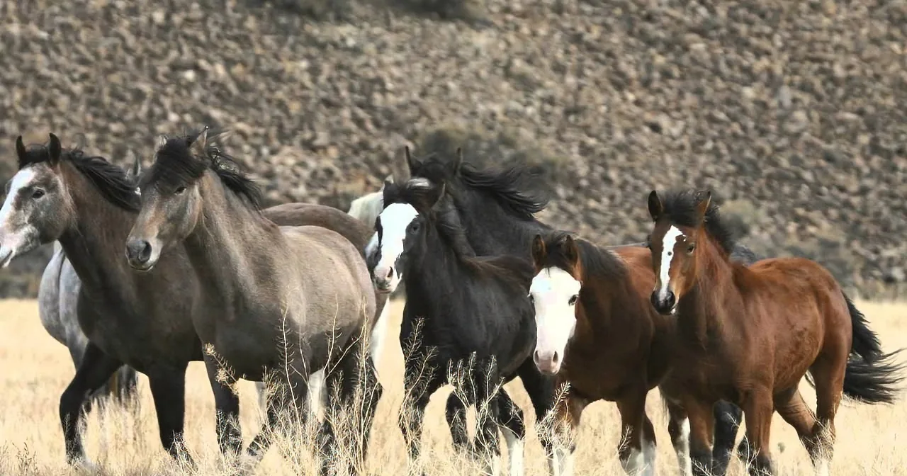 A group of horses with varying coat colors and patterns are running in a field with dry grass and a rocky background.