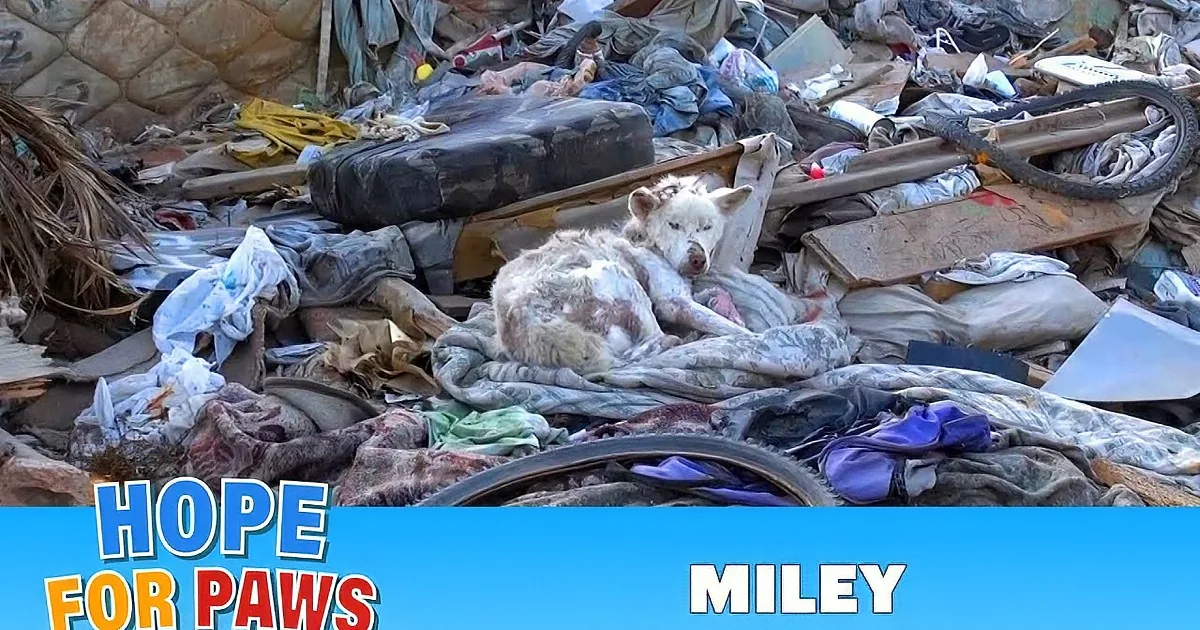 A cat sits amidst a chaotic pile of trash, with text overlay describing its rescue and transformation.