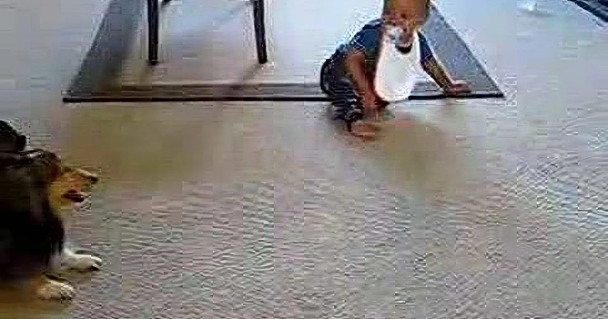 A baby crawls on a mat while a dog watches nearby on a carpeted floor.