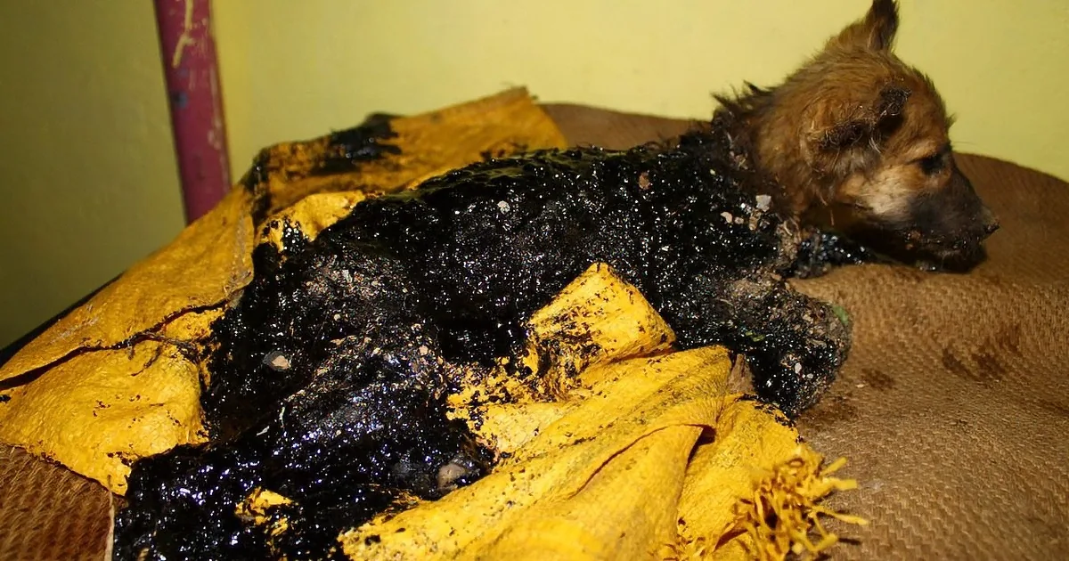 A dog covered in black soot lies on a yellow cloth, appearing distressed.