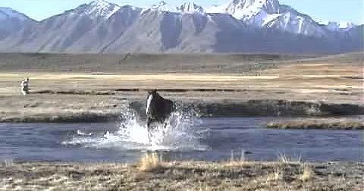 A horse splashes through a shallow stream in a vast, open landscape with distant mountains.