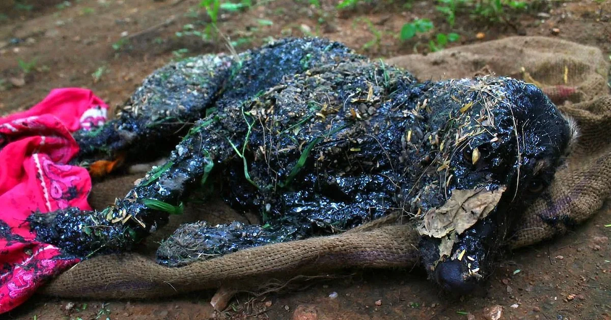 A blackened, charred body lies on a burlap sack, covered in debris and surrounded by a red cloth.
