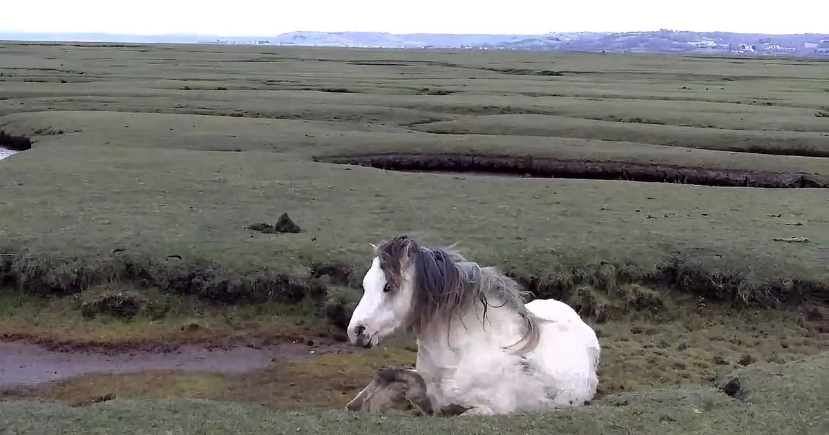 A white horse with a dark mane rests on a grassy field, surrounded by other horses in a serene landscape.