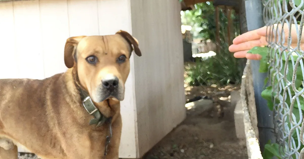 A brown dog with a chain collar stands near a fence, looking at a hand reaching through it.
