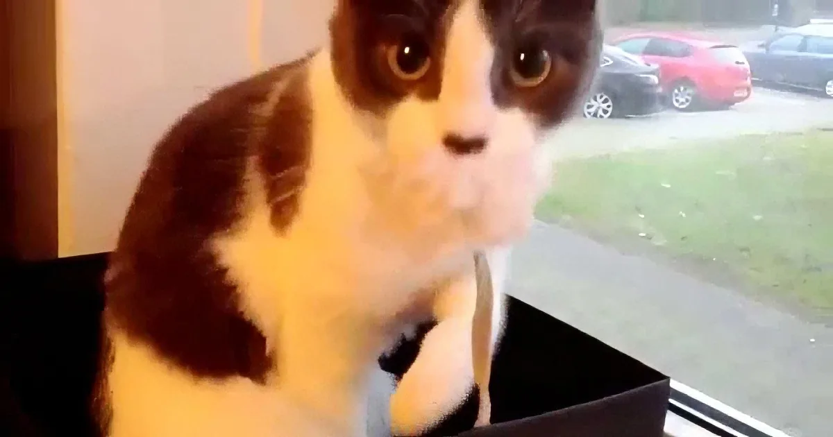 A curious black and white cat gazes out a window, with a red car and grass visible outside.