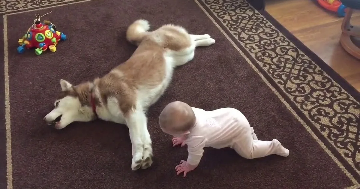 A baby and a husky dog are lying on a carpet, with the baby partially under the dog's body.