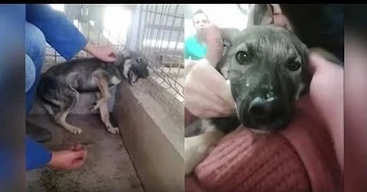 A dog is being held and petted by a person, with another person in the background.