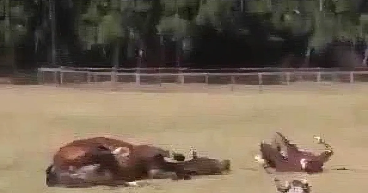 This Animals Were Just Playing Around. but When You See Who Else Is With Them? It''s Hilarious!