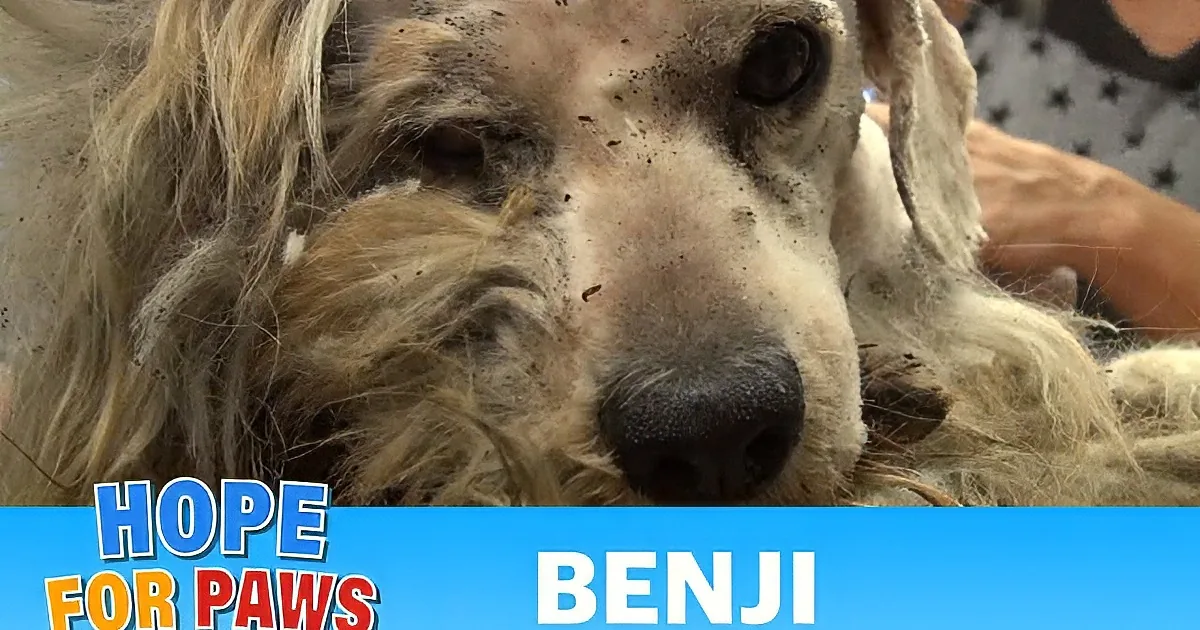 This Stray Doggy Received Some Love. When You See What Happens After, You'll Be in Tears!