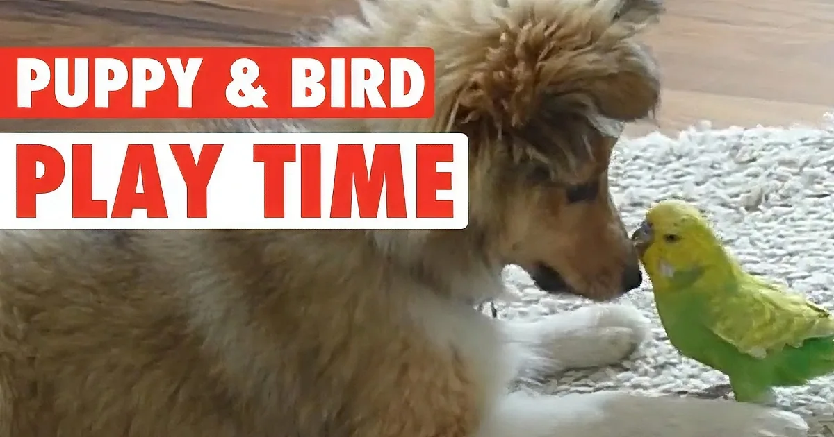 This Pet Owner Finds Her Dog and Her Bird Playing. It''s so Cute, You''ll Tear up From Laughter!