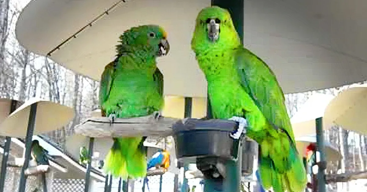 Two Parrots 'Argue' Like They've Been Married for Decades