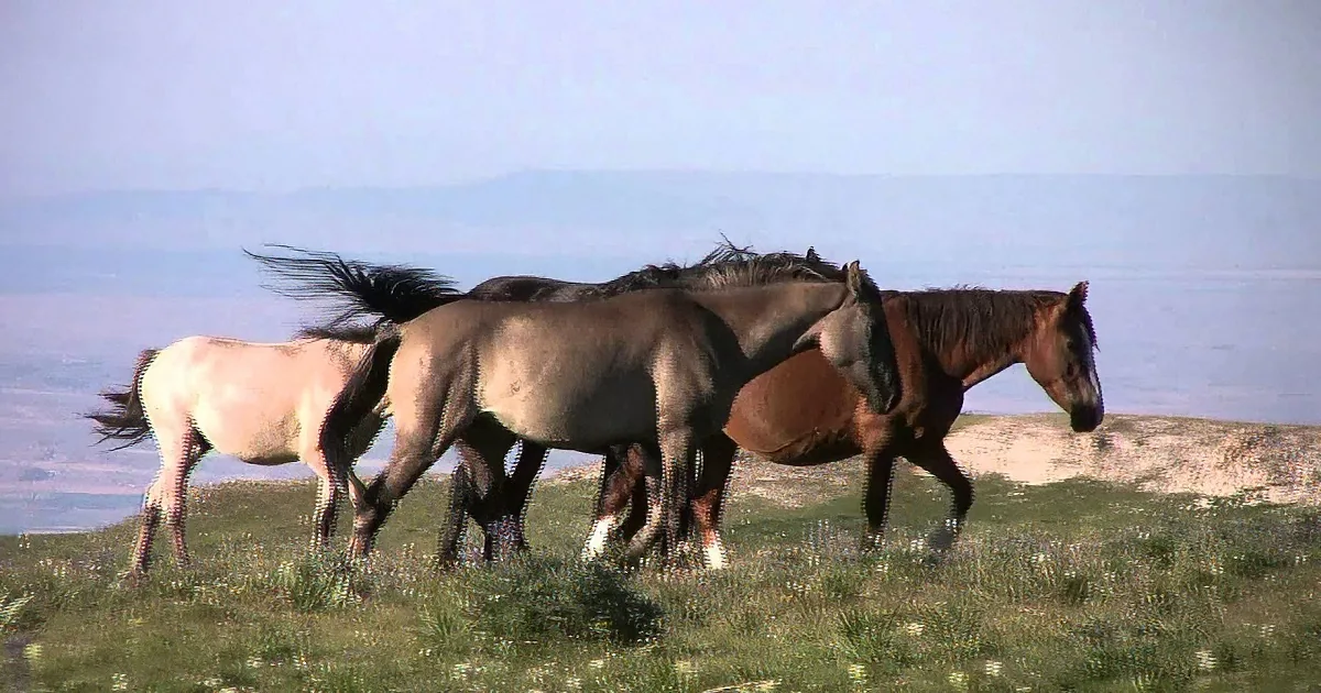 They Were Camping in the Mountains, and Recorded Stunning Footage of Wild Horses. It Gave Me Chills!