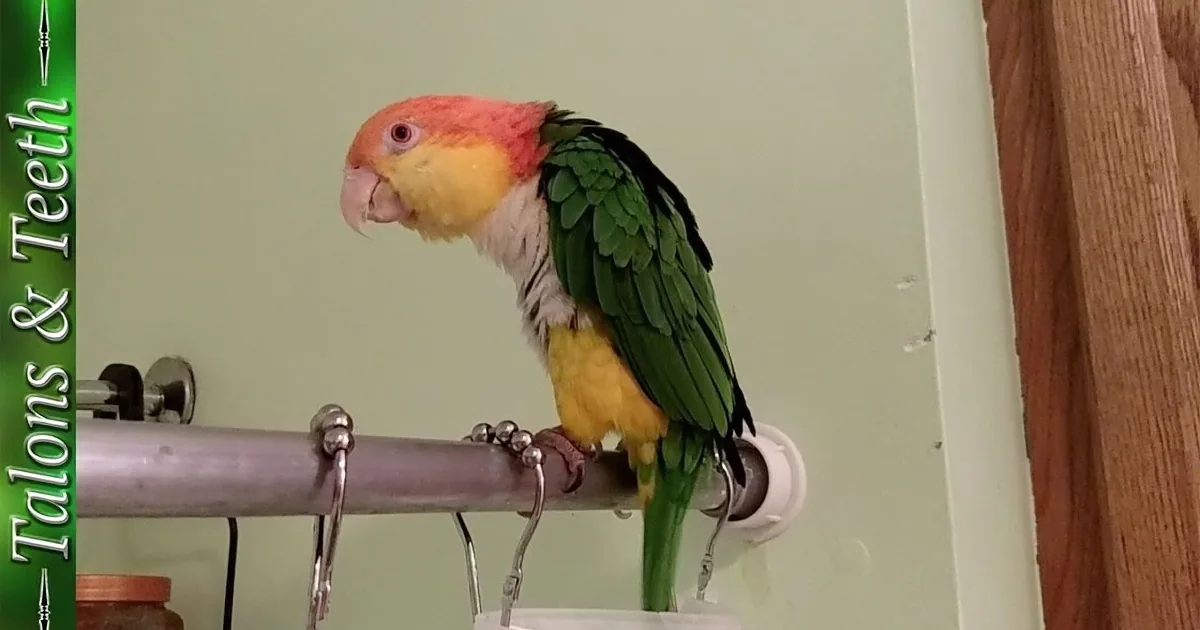 This Cute Parrot Is Showering. but When You See What He Does There? Hilarious!