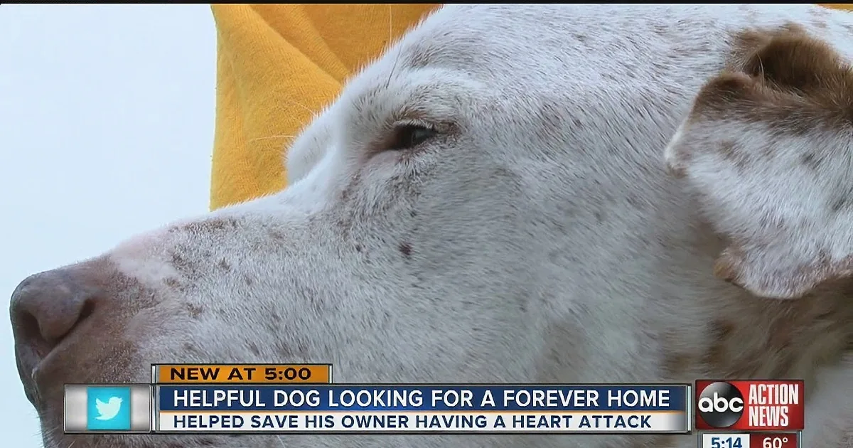 This Rescued Dog Is Looking for a New Home. When You Hear His Story, You''ll Be Moved to Tears!