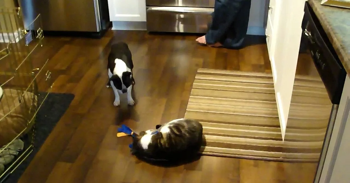 Two dogs play with a toy on a wooden floor near a kitchen.