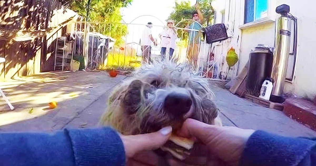 This Poor Stray Dog Was Losing All Hope...Until These Kind People Lent Him a Hand!