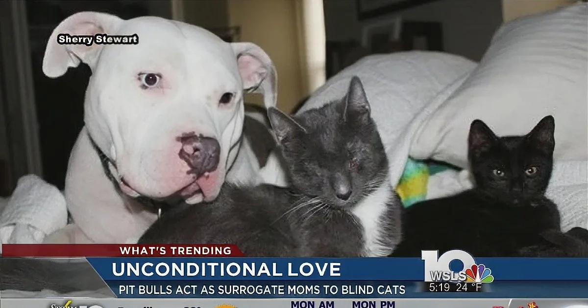 A pit bull and two cats, one blind, cuddle together on a bed, showcasing unconditional love.