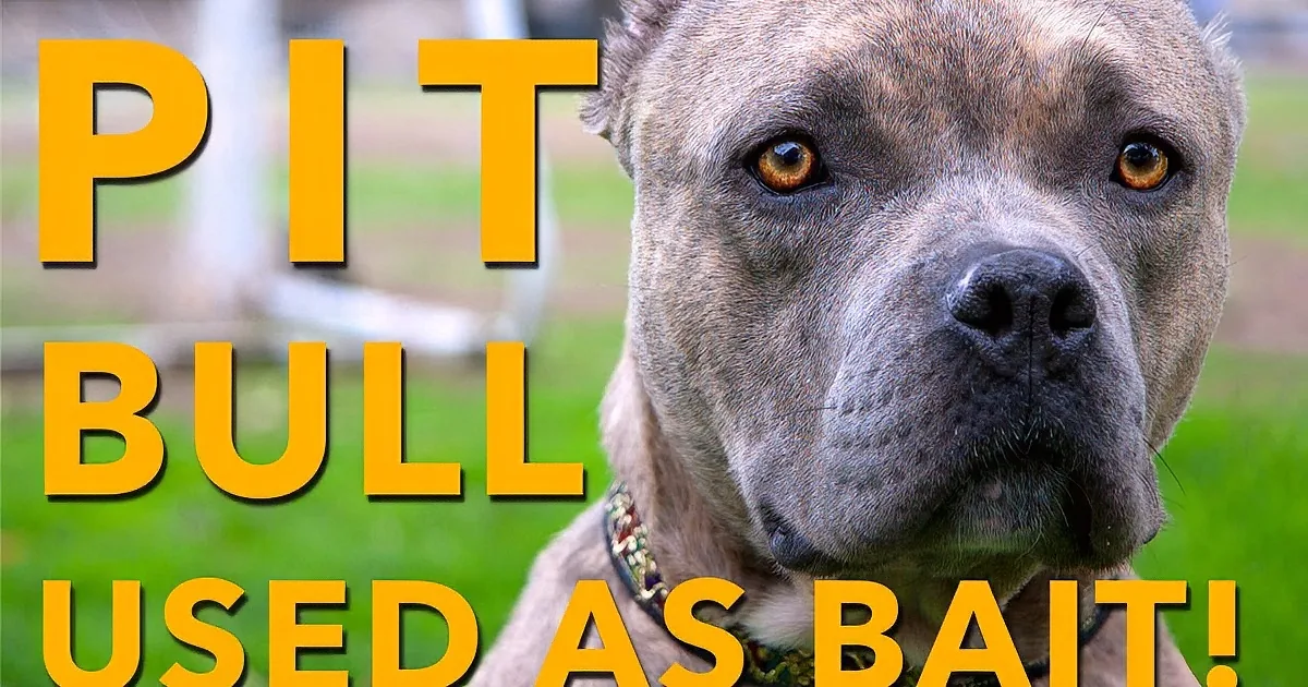 A pit bull with a concerned expression is shown with text stating "PIT BULL USED AS BAIT!"