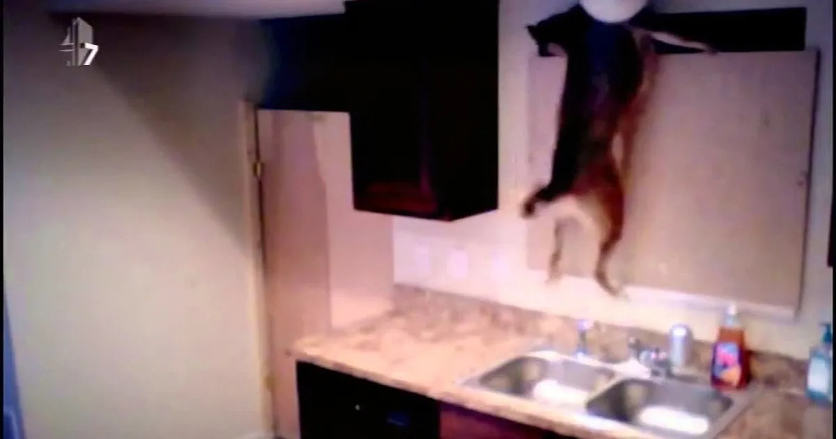 A dog is hanging from a cabinet in a kitchen, with a sink and countertop visible below.