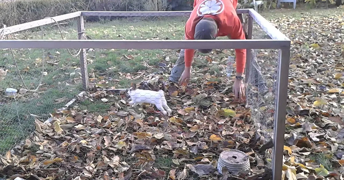 This Cute Bunny Loves Playing With Leaves! When You See Her in Action, You'll Be in Love!