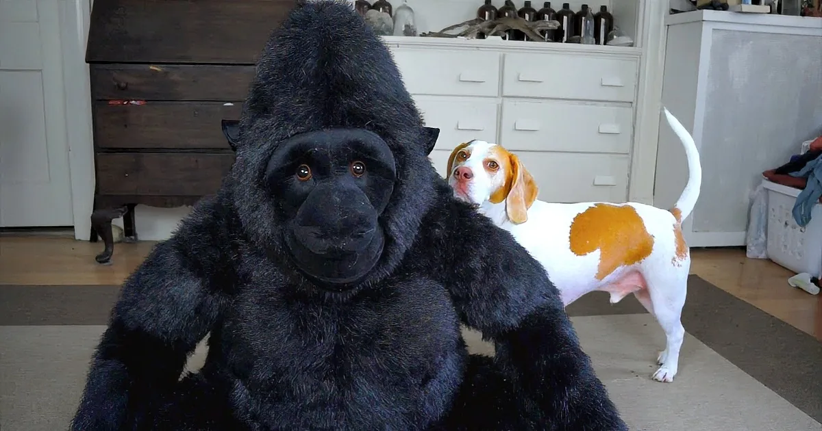 A person in a gorilla costume sits on the floor, with a dog standing behind them in a living room.