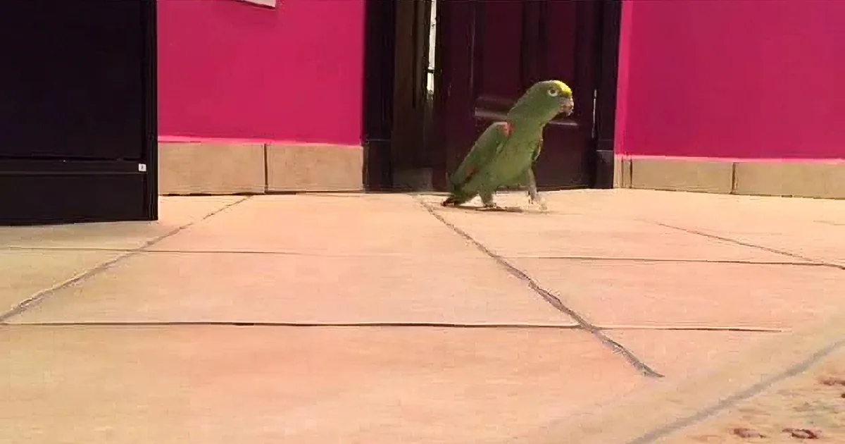 You Will Not Believe What This Parrot Does When He Sees His Owner!