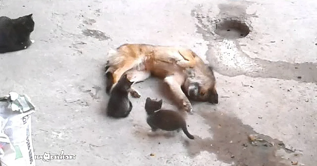 A dog lies motionless on the ground, surrounded by two kittens, one black and one brown.