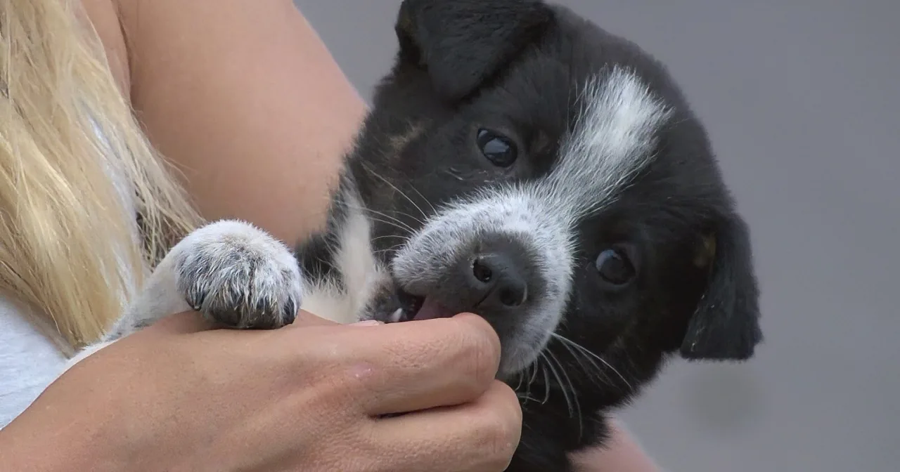 A person holds a black and white puppy, gently touching its nose with a finger.