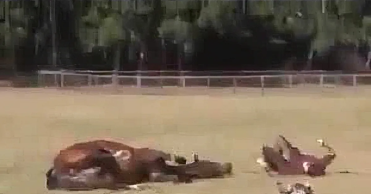 A cow lies on the ground in a field, surrounded by trees and a fence.