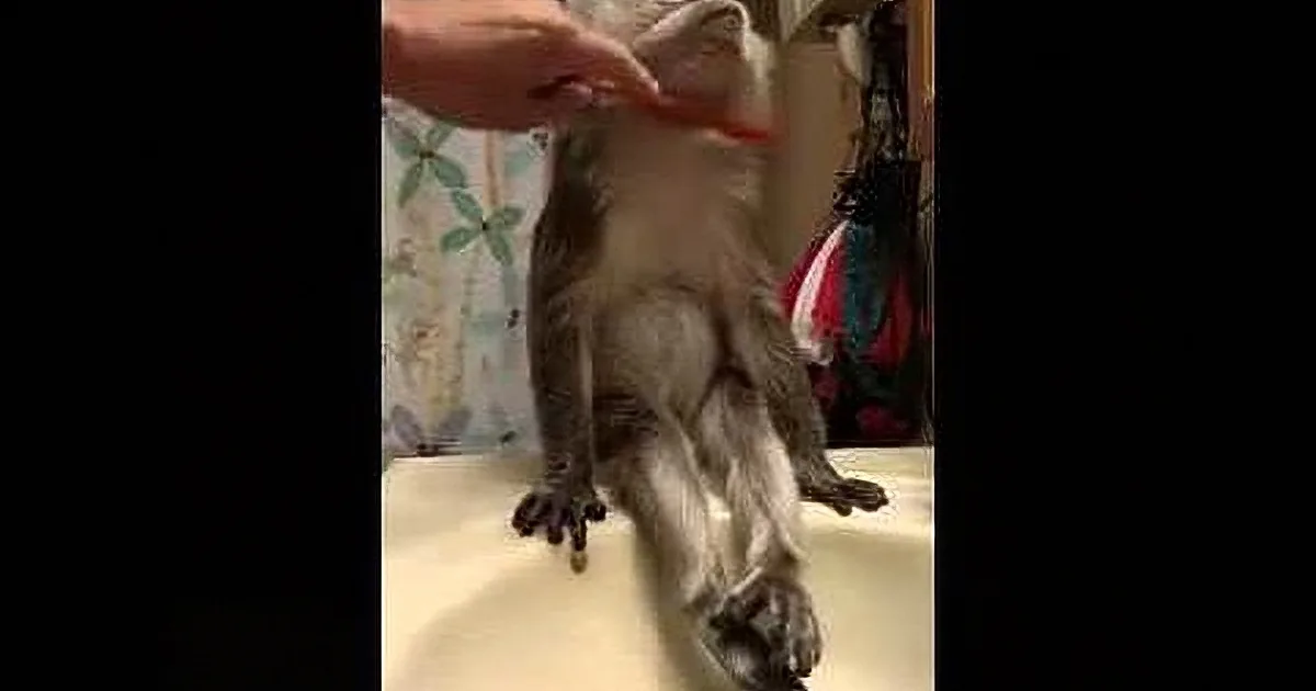 A cat is being groomed with a brush by a person in a bathroom.