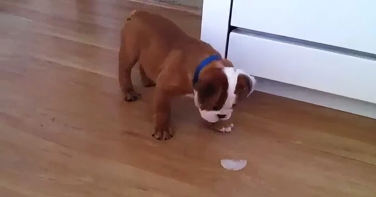 A brown and white dog wearing a blue collar sniffs a white object on a wooden floor near a white cabinet.