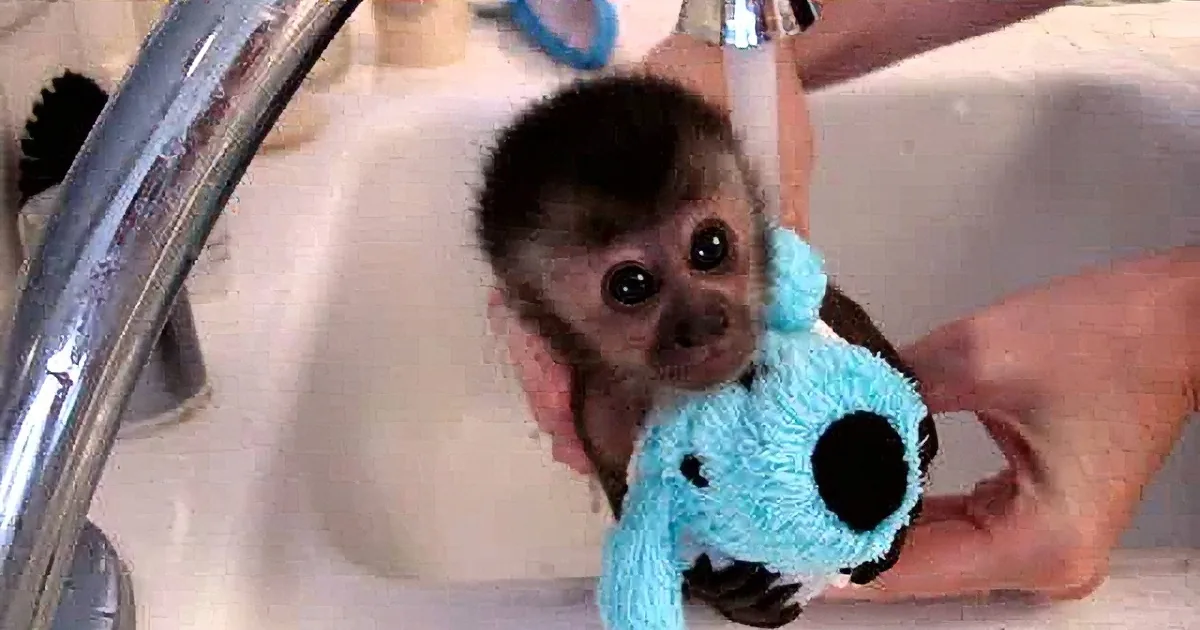 A baby monkey wearing a blue and white cow-patterned outfit is being bathed in a sink.