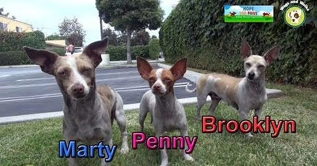 Three dogs, Marty, Penny, and Brody, are standing on grass in a park setting.
