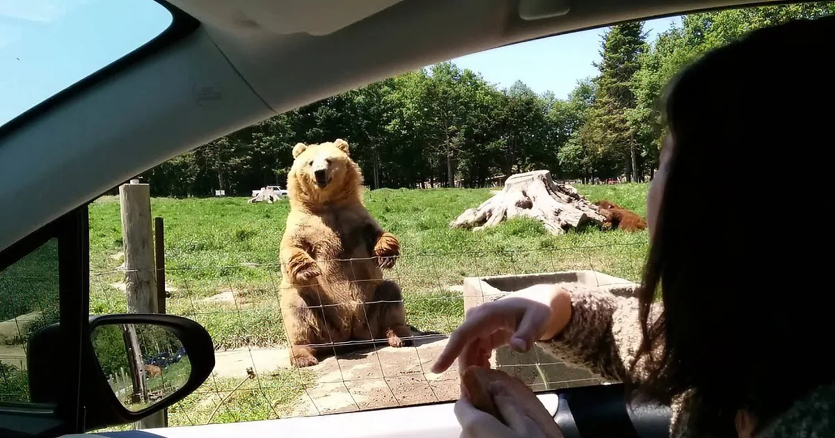 This Is the Most Chilled Bear I Have Ever Seen