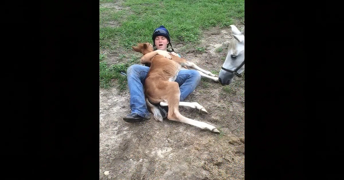 A person in a helmet lies on the ground, hugging a small horse, with another horse nearby.