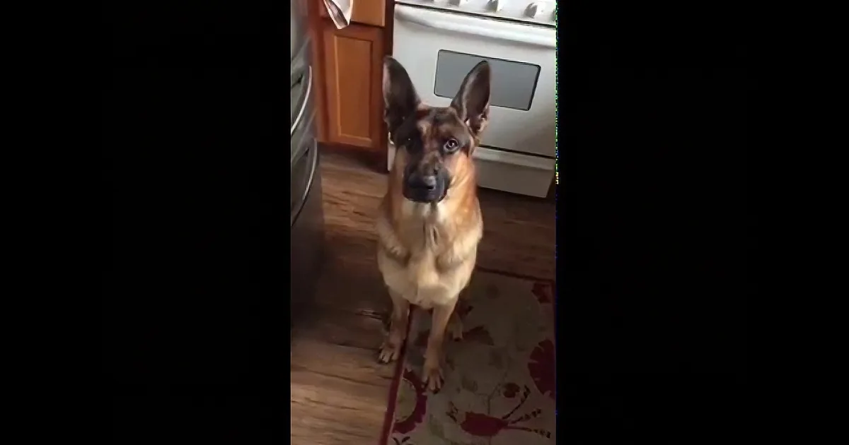 A German Shepherd dog sits attentively on a kitchen floor, looking directly at the camera.
