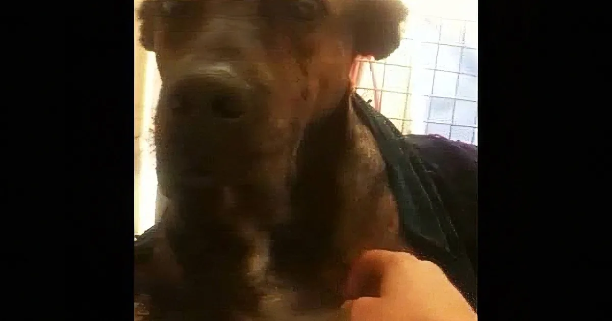 A close-up of a dog's face, likely a Doberman, with a person partially visible behind it.