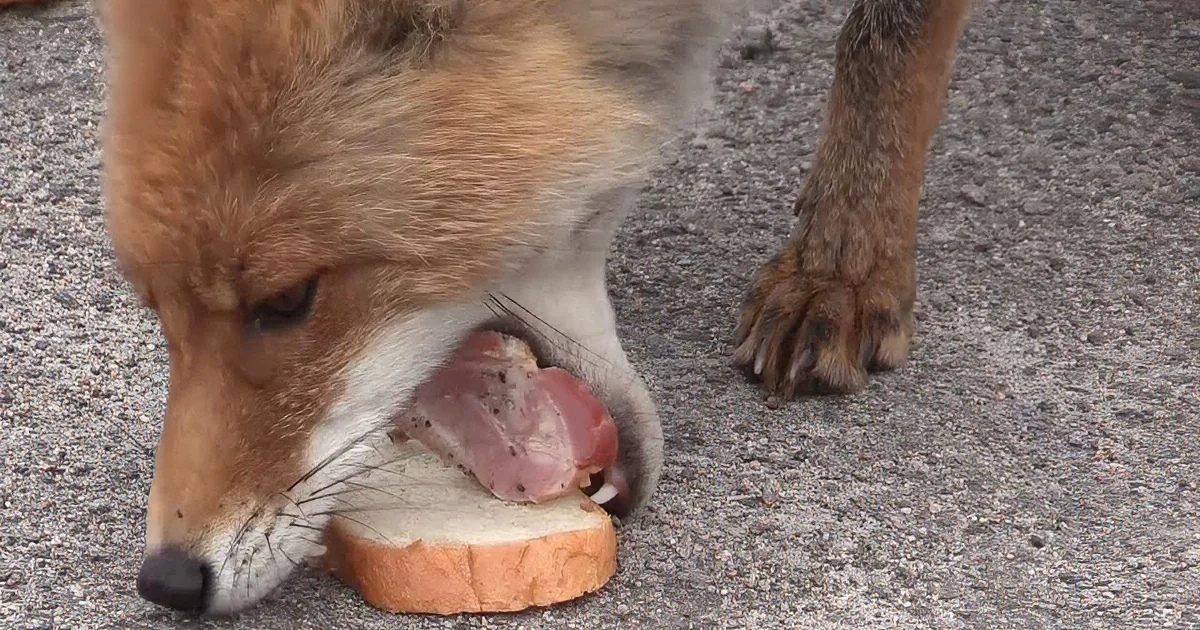 A Friendly Wild Fox Is Given a Delicious Snack. but Wait to See What He Does With It!