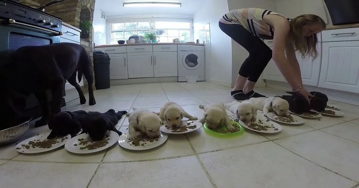 A woman bends over feeding a group of puppies on the kitchen floor.