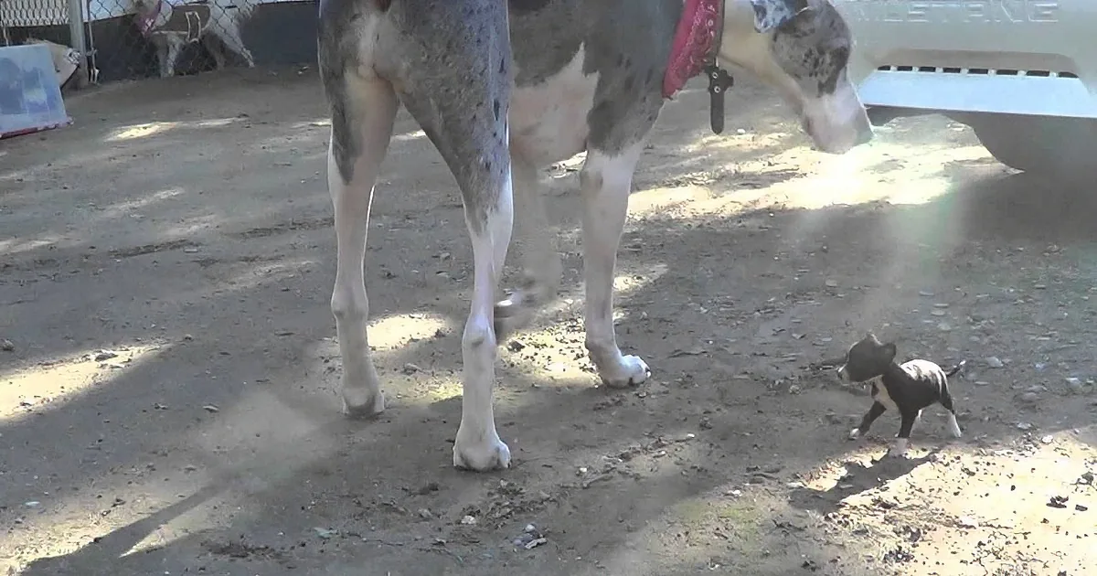 A large dog stands over a small puppy on a dirt ground, with a car and another dog in the background.