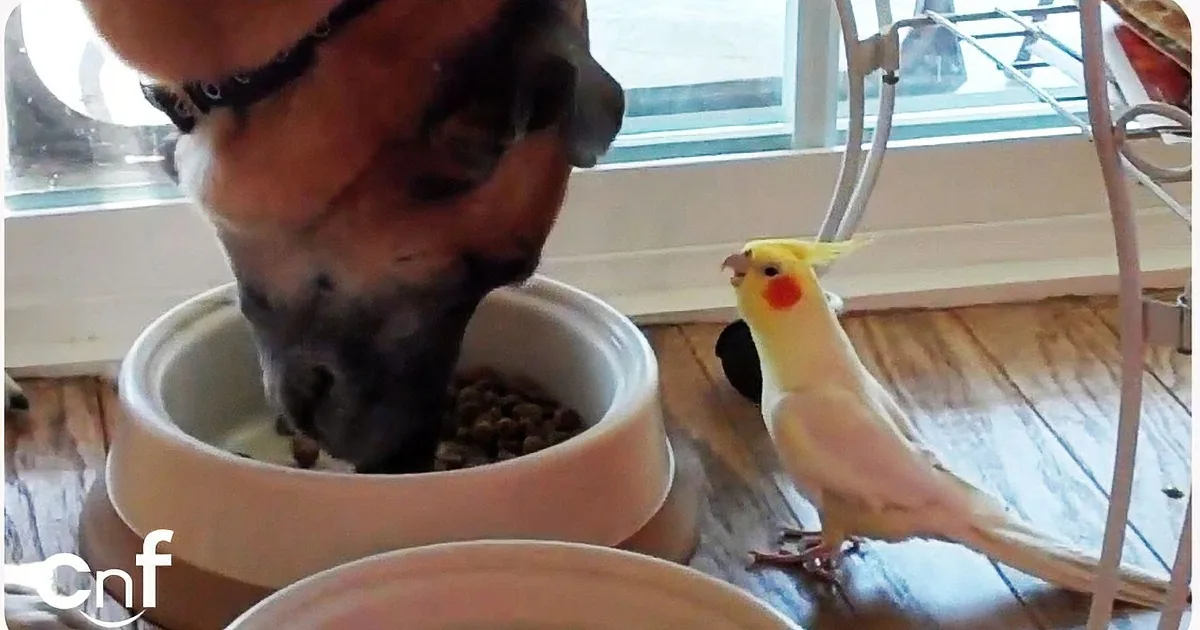 A dog and a cockatiel share a meal from a bowl on a wooden floor.