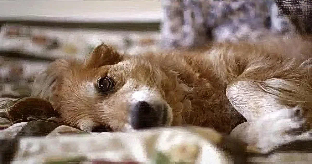 Max the Hero Dog Was Able to Detect Cancer on His Owner Before the Docs Could! Whoa