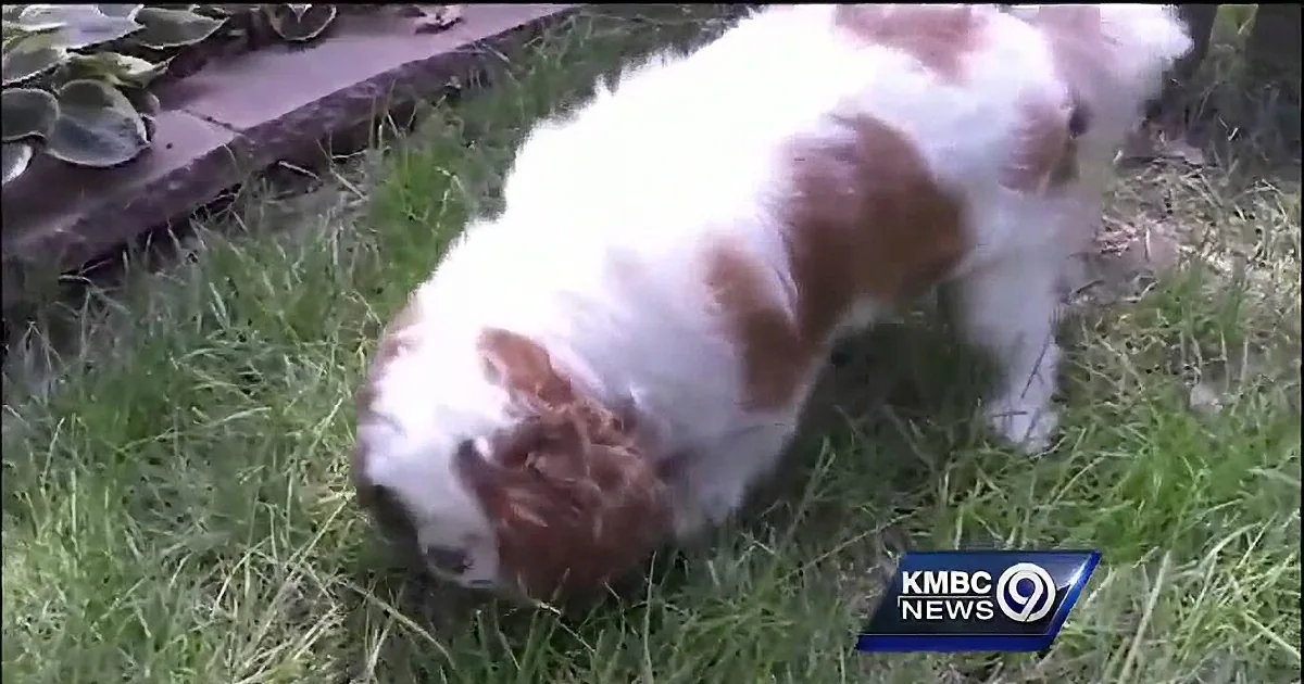 In This Summer Season, Cicadas Pose This Great Danger to Your Household Pets!