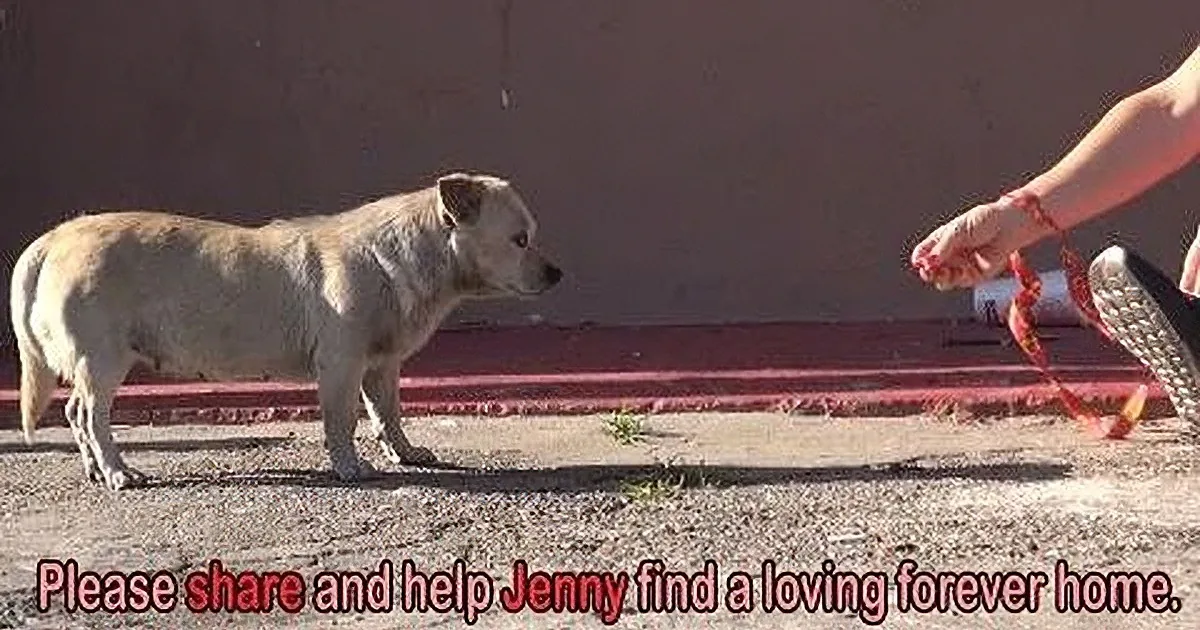 A small, light-colored dog stands on a dirt path, looking at a person holding a red leash.