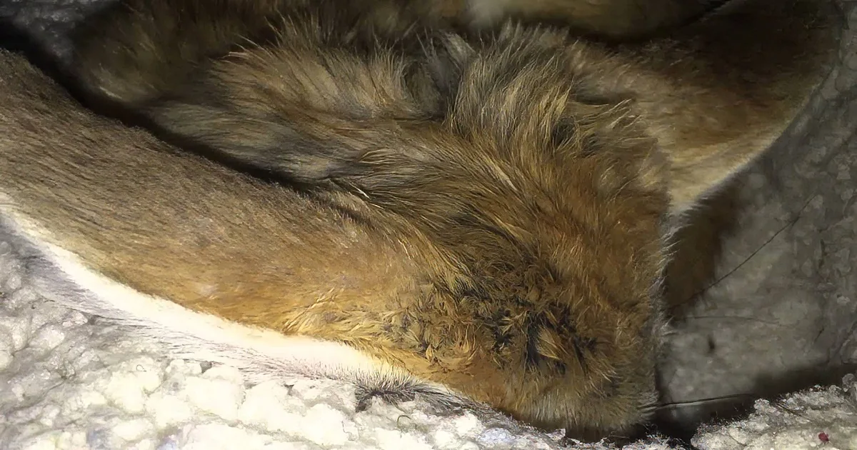 A fluffy brown and white rabbit is curled up on a soft, textured white blanket.