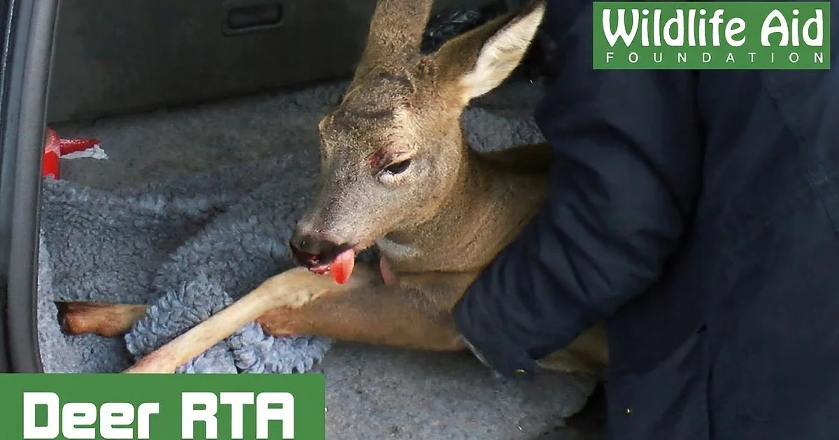 A deer with a visible injury is being held by a person in a vehicle, with the Wildlife Aid Foundation logo in the corner.