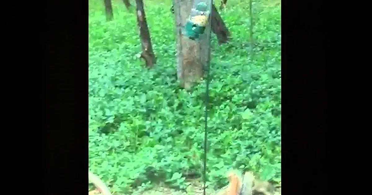 This Little Thief Got More Than He Bargained for! LOL.