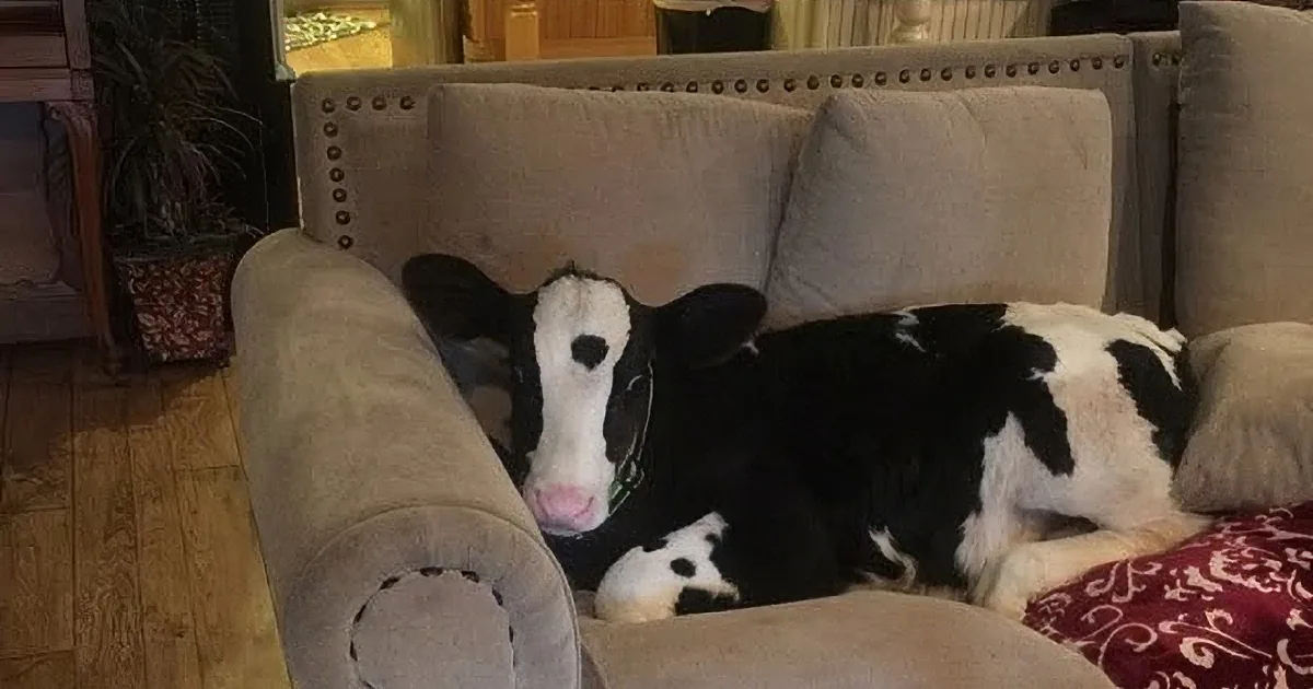 This Calf Believes He Is a Dog! You Won''t Believe His Amazing Story!