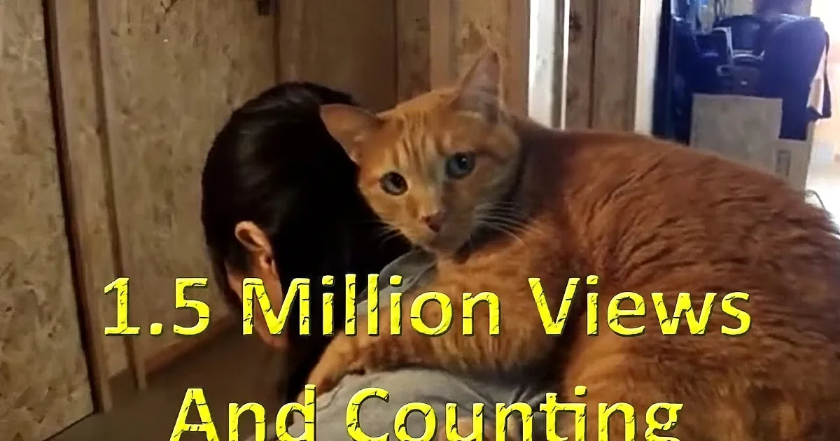 An orange cat sits on a person's lap, looking directly at the camera.